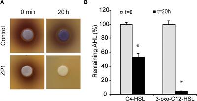 Novel Quorum Quenching YtnP Lactonase From Bacillus paralicheniformis Reduces Pseudomonas aeruginosa Virulence and Increases Antibiotic Efficacy in vivo